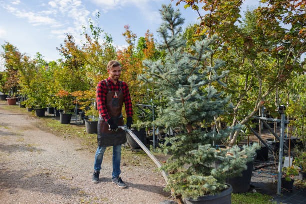 Best Storm Damage Tree Cleanup  in West Carthage, NY